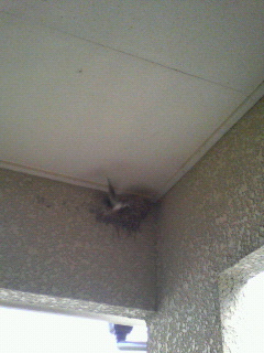 ツバメ