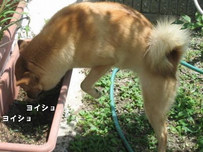 グリニーズを隠してます