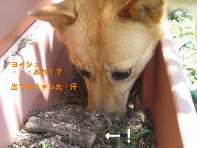 グリニーズを隠してます３