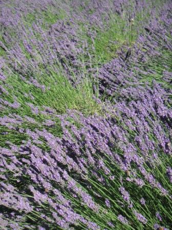 lavender