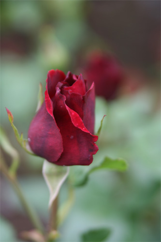 深紅の薔薇