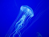 -Picture 128.jpg