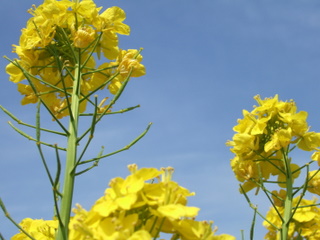 菜の花