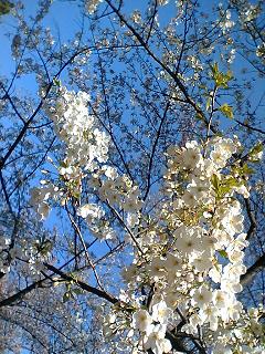 有栖川公園　桜