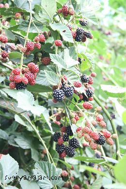 ブラックベリー