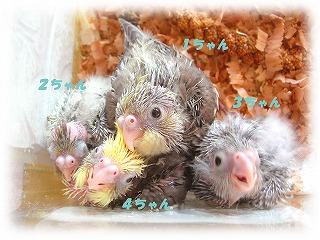 ムース＆ラナヒナちゃんず♪