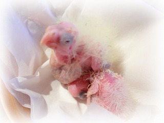 ゆず＆きく3号ちゃん・ムース＆ラナ3号ちゃん