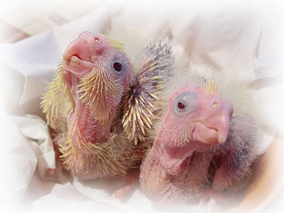 ゆず＆きく1号＆2号ちゃん