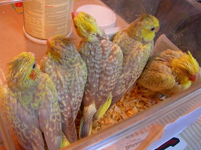 シナモンパール5兄弟