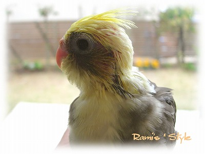 ムース＆ラナ４ちゃん