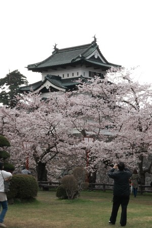 弘前桜祭り-2