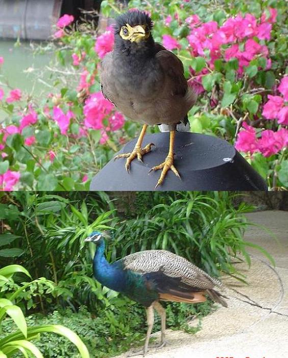 鳥