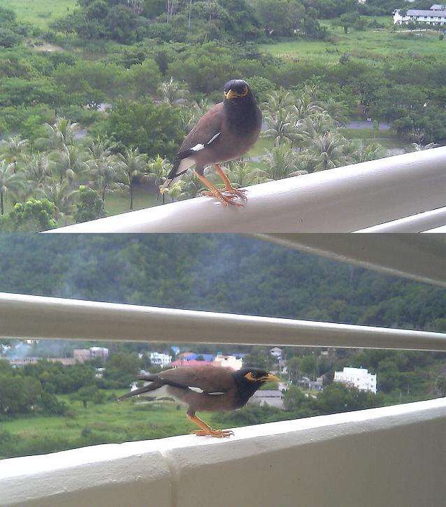 鳥