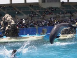 イルカショー3