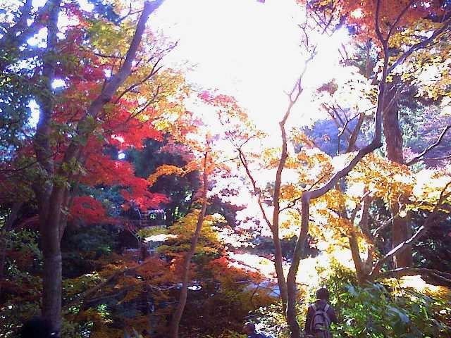 高尾山紅葉２.JPG