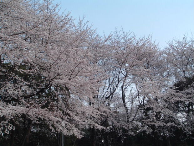 桜２