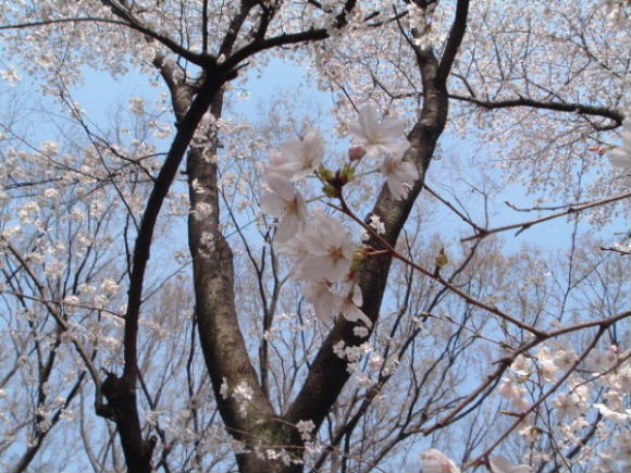 桜３