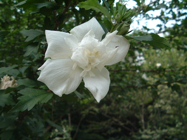 むくげ八重白花