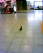 場違いですよー。