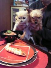 inu1