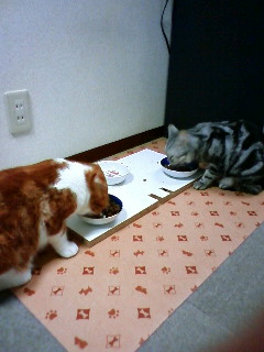 珠美も食べるにゃ