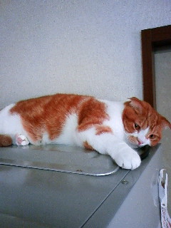 珠里はまったり