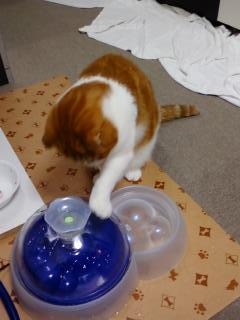 珠里チョイチョイ