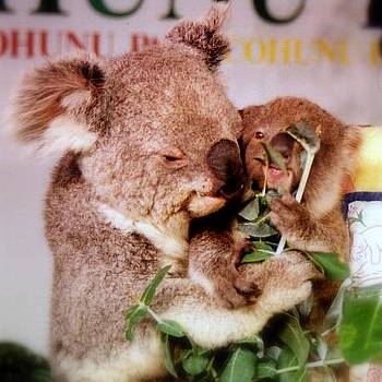 コフヌ・コアラパーク