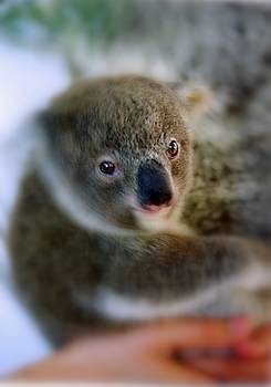 コフヌ・コアラパーク