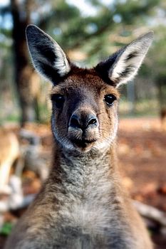 コフヌ・コアラパーク