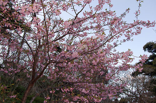 長谷寺の河津桜