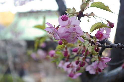 長谷寺　河津桜