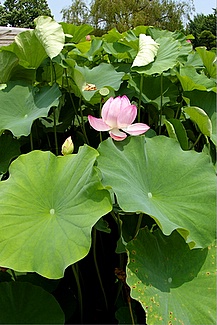 大船植物園　撮影まこべえ