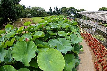 大船植物園