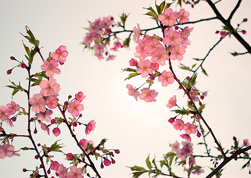 長谷寺　河津桜