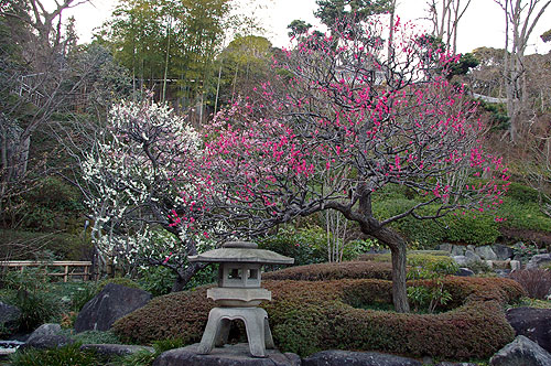 長谷寺の紅梅・白梅