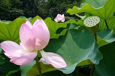 大船植物園　撮影まこべえ姫