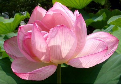 大船植物園　撮影まこべえ姫