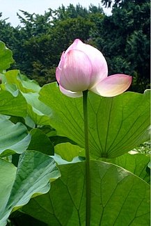 大船植物園　撮影まこべえ姫