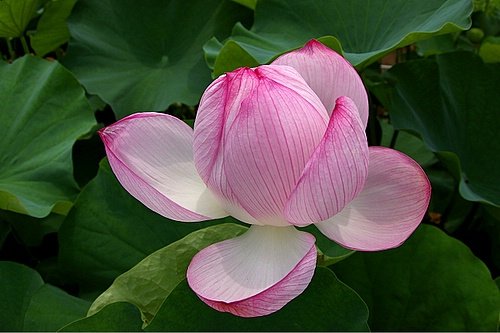 大船植物園