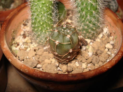 DSC00625.jpg