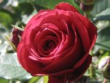 薔薇.jpg