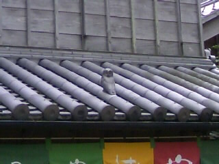 2008/9/6ふくろう