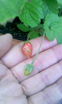 2009/9/9ワイルドストロベリー２