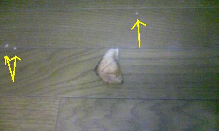 2008/11/4落ちていた鮭