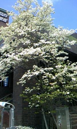 2008/4/20ハナミズキ２