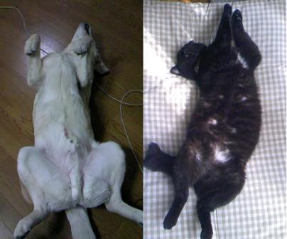 2008/4/6ディディエ＆にゃろろん