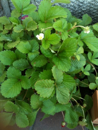 2010/10/8ワイルドストロベリー2