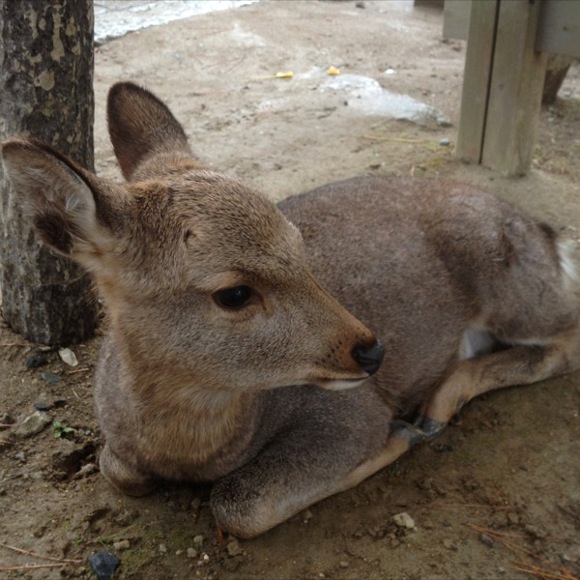 2011/12/03東大寺鹿