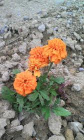 20080508124226.jpg
